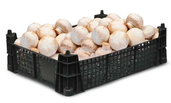 Фото черный грибной ящик 400х300х110 перфорированный на сайте www.kiit.ru в интернет-каталоге КИИТ ☎ +7(800) 707-07-45