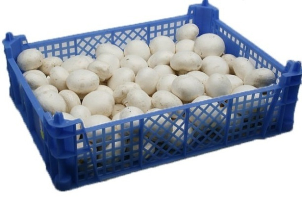 Фото ящик п/э под грибы шампиньоны 400х300х110 синий на сайте www.kiit.ru в интернет-каталоге КИИТ ☎ +7(800) 707-07-45